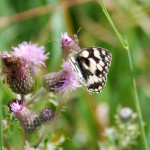 Marbled white butterfly