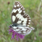 Marbled white butterfly on common knapweed