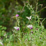 Marbled white butterflies