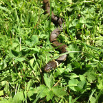 Grass snake
