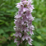 Pink common spotted orchid