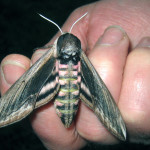 Privet hawk moth