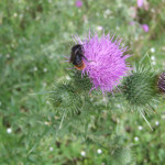 Red tailed bumble bee on Scotch thistle