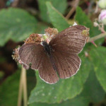 Ringlet butterfly