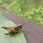 Roesel's bush cricket