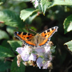 Small tortoiseshell butterfly