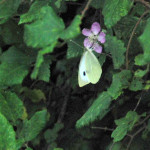 Small white butterfly