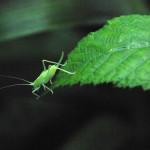 Southern oak bush cricket,