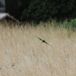 Swallow flying