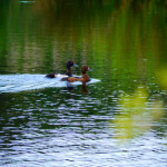 Tufted ducks