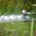 Female tufted duck