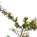 Whitethroat