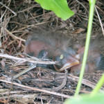 Newly hatched blackbirds