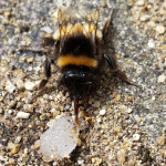 Common Bumble Bee