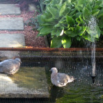 Woodpigeon squabs