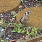 Goldfinch