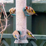 Goldfinches