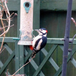 Great spotted woodpecker