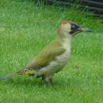 Green woodpecker