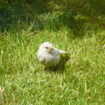 Leucistic dunnock