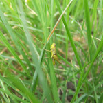 Meadow grasshopper