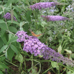 Painted lady butterfly