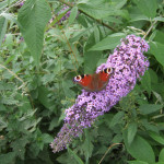 Peacock butterfly