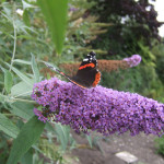 Red admiral butterfly