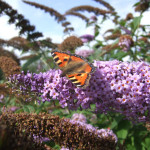 Small tortoiseshell butterfly