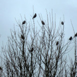 Waxwings