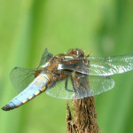 Broad-bodied chaser dragonfly (male)