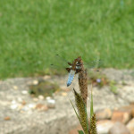 Broad-bodied chaser dragonfly (male)