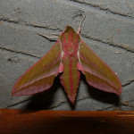 Elephant hawk moth