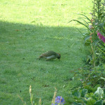 Green woodpecker