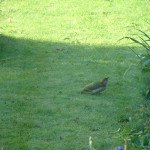 Green woodpecker