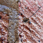 Harvestman