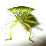 Hawthorn shieldbug