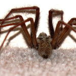 House spider