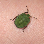 Juvenile hawthorn shieldbug