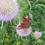 Peacock butterfly