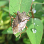 Red-legged shieldbug