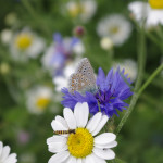 Common blue butterfly