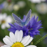 Common blue butterfly