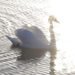 Mute swan