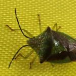 Hawthorn shieldbug