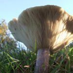 Blewit (Tricholoma saevum)