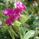 Brimstone butterflies