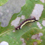 Grey dagger moth caterpillar