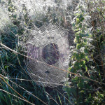 Cobweb