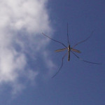 5-legged crane fly